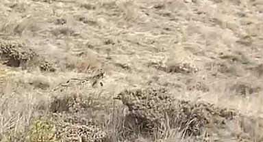 Kütahyalı avcılar Sivas’ta nesli tehlike altındaki vaşağı görüntüledi