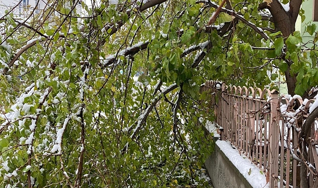 Malatya'da kar yağışına dayanamayan ağaç dalları kırılarak devrildi