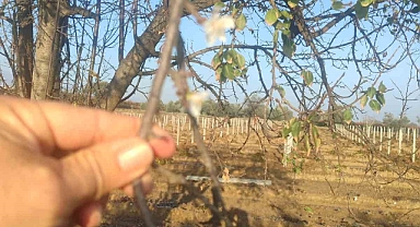 Manisa’da erik ağacı çiçek açtı