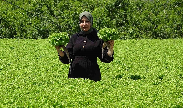 Marul hasadı başladı Erzincan'da