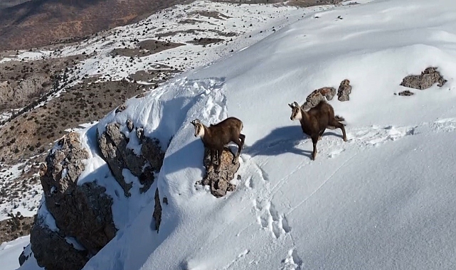 Munzur Dağlarının karlı zirvesinde şamualar görüntülendi