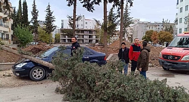 Park halindeki otomobilin üzerine ağaç devrildi