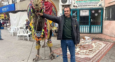 Pehlivan develer havutlandı