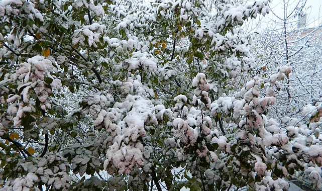 Posof güne kar yağışıyla uyandı