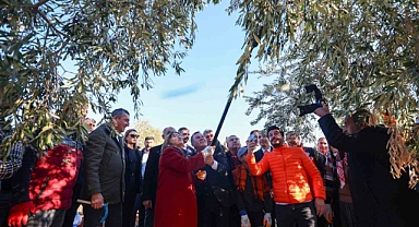 Şahin, Nizip’te zeytin hasadına katıldı