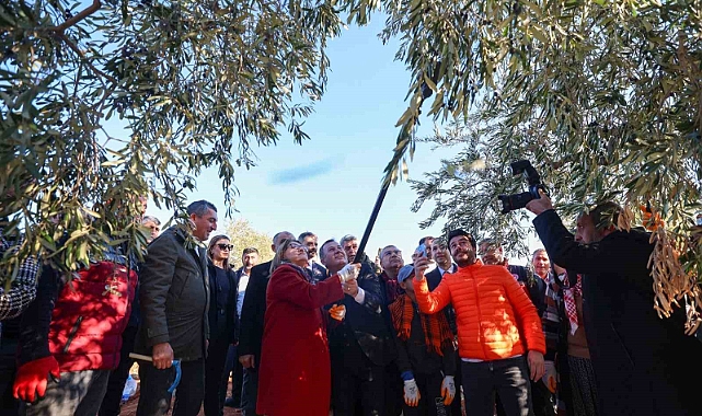 Şahin, Nizip’te zeytin hasadına katıldı