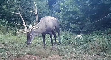 Samanlı Dağları’na salınan kızıl geyikler fotokapanlara yansıdı