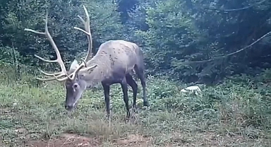 Samanlı Dağları’na salınan kızıl geyikler fotokapanlara yansıdı