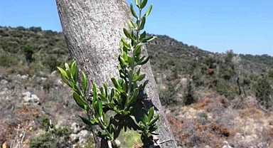 Samsun’da 11 hektarlık alanda yabani zeytin aşılaması yapıldı