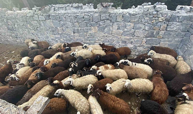 Sarıkamış'ta maskeli hırsızlar tarafından çalınan hayvanlar bulundu