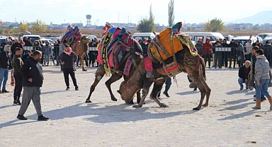 Saruhanlı’da deve güreşleri festivaline büyük ilgi