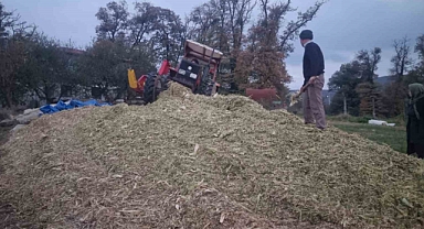 Sinop’ta silajlık mısır hasadı sona erdi