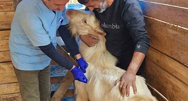 Söke’de küçükbaş hayvanlara veba aşısı yapıldı
