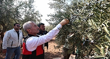 Tahmazoğlu zeytin hasadına katıldı