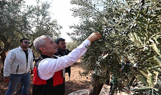 Tahmazoğlu zeytin hasadına katıldı