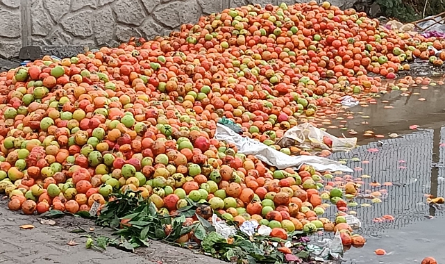 Çiftçinin Binbir Emekle Yetiştirdiği Domatesler Sofralara Ulaşmadan Çöpe Döküldü