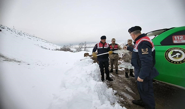 Tavuklara saldıran Vaşağa Erzincan jandarmasından şefkat