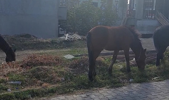 Tekirdağ sokaklarında bu kez başıboş atlar gezintide