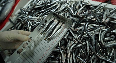 Tezgahlardaki balık boyları mercek altında: 92 işletmeye 2 milyon TL ceza