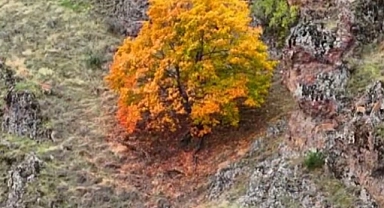 Tunceli’de, koruma altındaki yaban keçileri ile ayı dron kamerasında