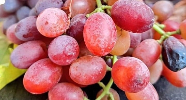Türkiye’nin üzüm deposunda hasat kışın da devam edecek