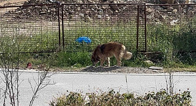 Üniversiteliler sokak hayvanlarını unutmadı