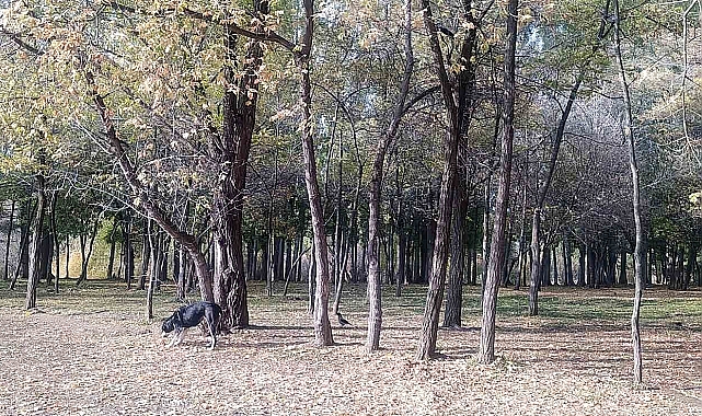 Van Muradiye Şelalesi'nde sonbahar güzelliği