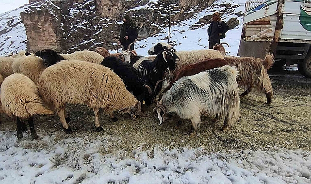 Van'da besiciler kara yakalandı