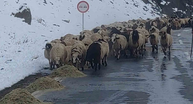 Van’da besicilerin zorlu kış mesaisi başladı