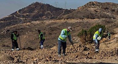 Yanan araziler bal ormanıyla küllerinden doğuyor