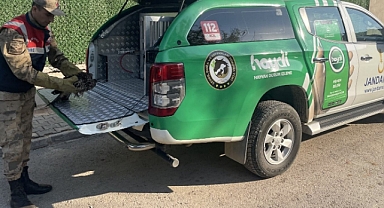 Yaralı şahin jandarmanın şefkat eliyle kurtarıldı