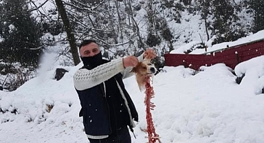 Aç kalan kurtların yediği köpekten geriye sadece iskeleti kaldı