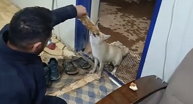 Aç kalan tilkiyi elleriyle besledi