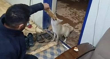 Aç kalan tilkiyi elleriyle besledi