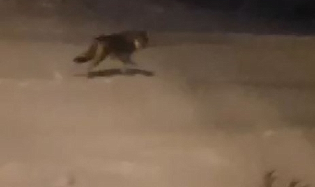 Aç kurtlar kent merkezine kadar indi