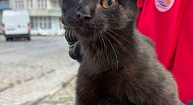 Ağaçta mahsur kalan kediyi itfaiye ekipleri kurtardı