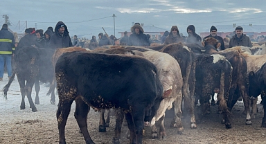 Ağrı'da soğuk hava yaşamı olumsuz etkiliyor (Videolu Haber)