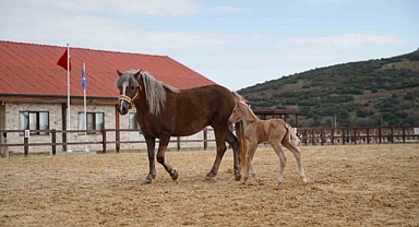 Alia Park’ın ilk tayı dünyaya geldi