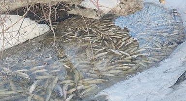 Aşkale’de balık ölümleri