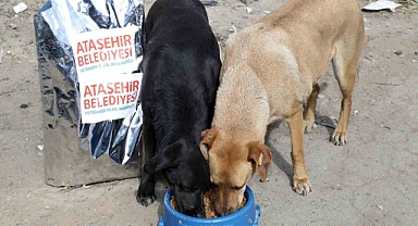 Ataşehir Belediyesi, sahiplenilen sokak köpeklerinin aşı ve mama ihtiyaçlarını karşılayacak