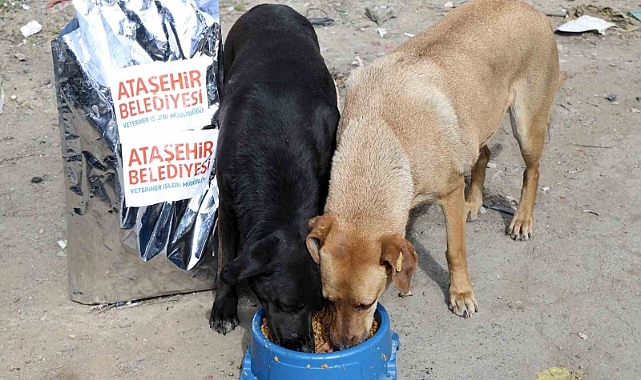 Ataşehir Belediyesi, sahiplenilen sokak köpeklerinin aşı ve mama ihtiyaçlarını karşılayacak