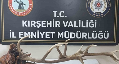 Avlanması yasak kızıl geyik boynuzunu satarken yakalandı