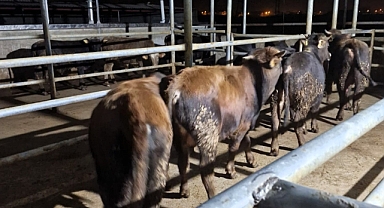 Babaeski’de hayvan kaçakçılarına 139 bin 986 TL para cezası