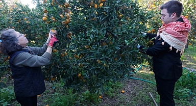 Başkan Mandalinci, mandalina hasadına katıldı