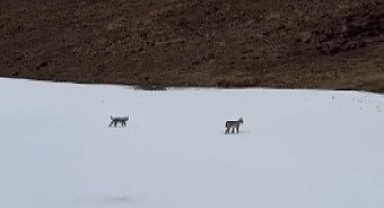 Bayburt’ta karlı arazide gezen iki vaşak görüntülendi