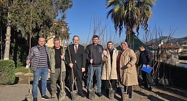 Belediye ücretsiz Trabzon Cennet Hurması fidanı dağıttı