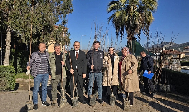 Belediye ücretsiz Trabzon Cennet Hurması fidanı dağıttı