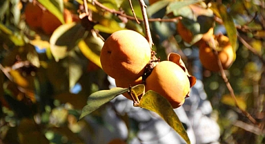 Bilecikli vatandaşlara ücretsiz dağıtılacak