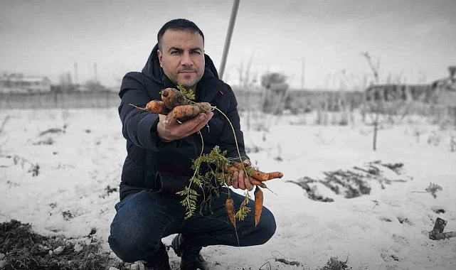 Bitlis Tatvan'da kar altındaki havuçların hasadı yapıldı