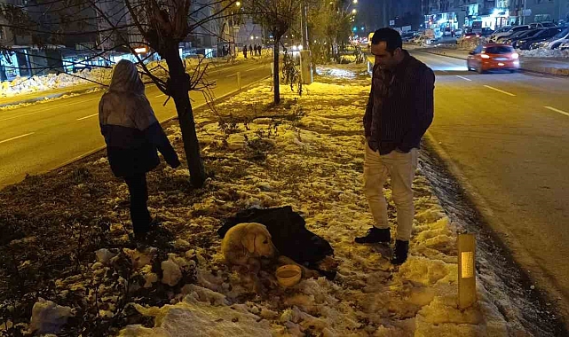 Bitlis'te aracın çarptığı köpeğin başından bir an olsun ayrılmadı